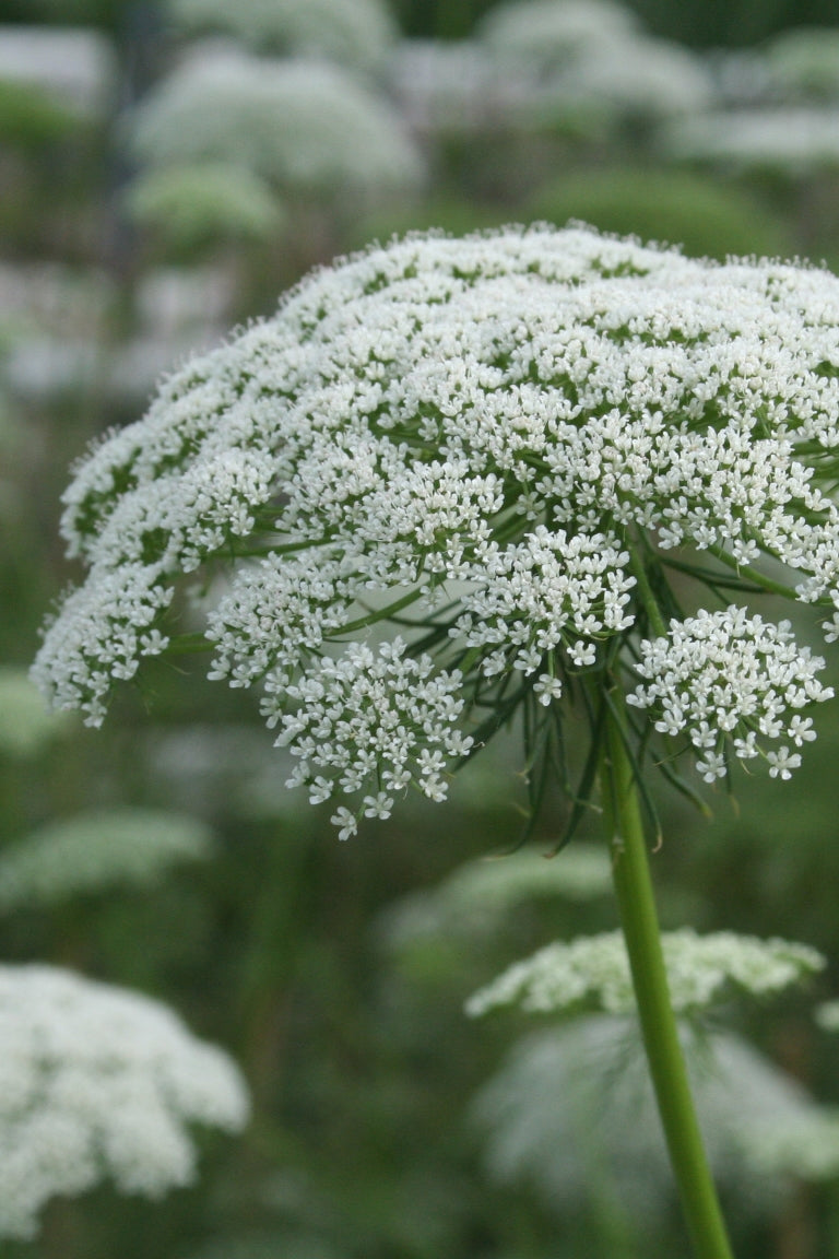 Frø: Ammi visnaga 'Casablanca'
