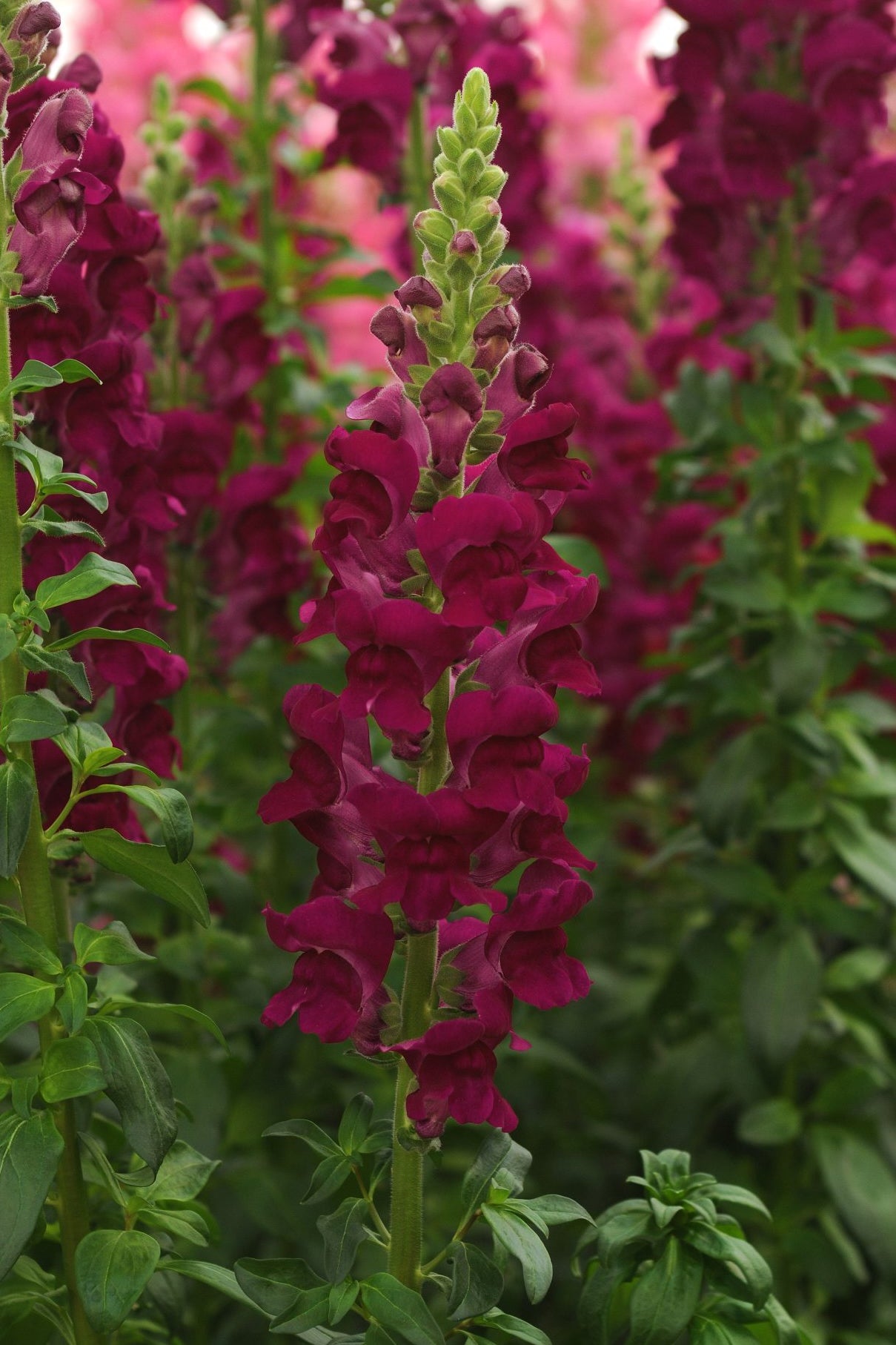 Frø: Antirrhinum majus 'Potomac Crimson'