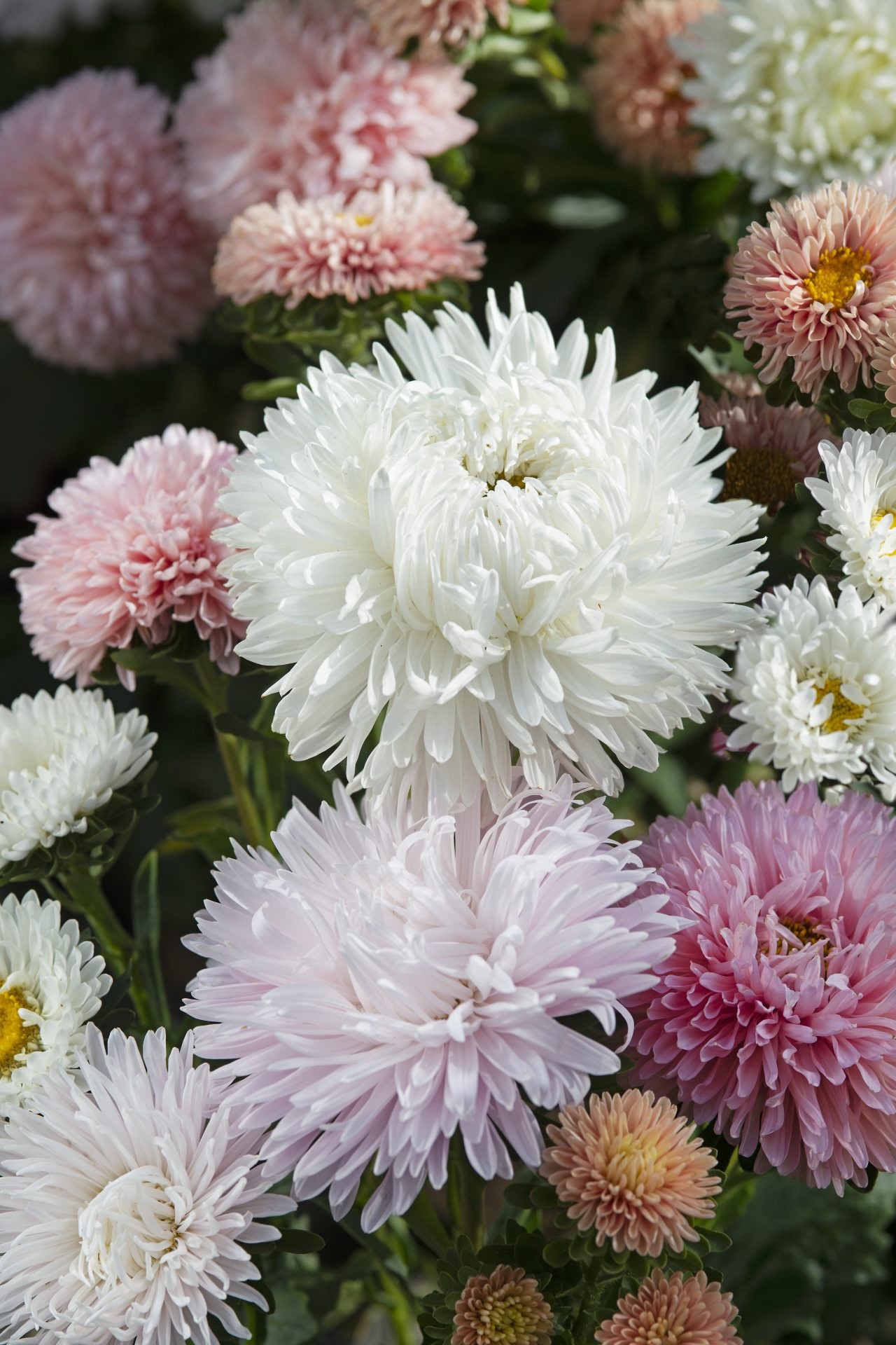 Frø: Callistephus chinensis 'The Roses Mixture'