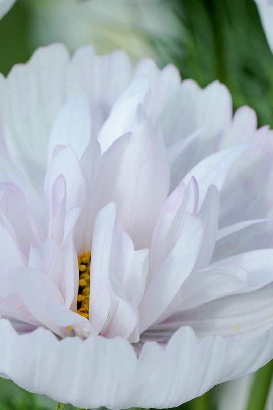Frø: Cosmos bipinnatus 'Cupcakes Blush'