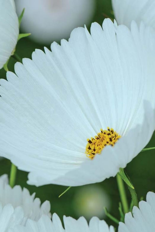Frø: Cosmos bipinnatus 'Cupcakes White'