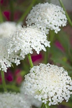 Frø: Didicus caeruleus 'Lace White'
