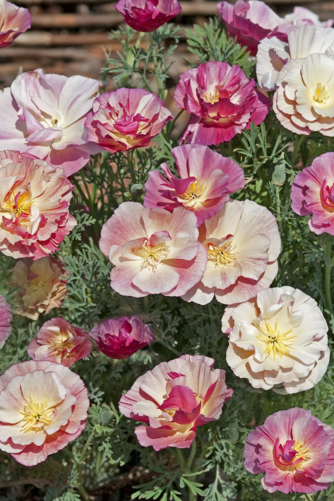 Frø: Eschscholzia cal. 'Thai Silk Appleblossom'