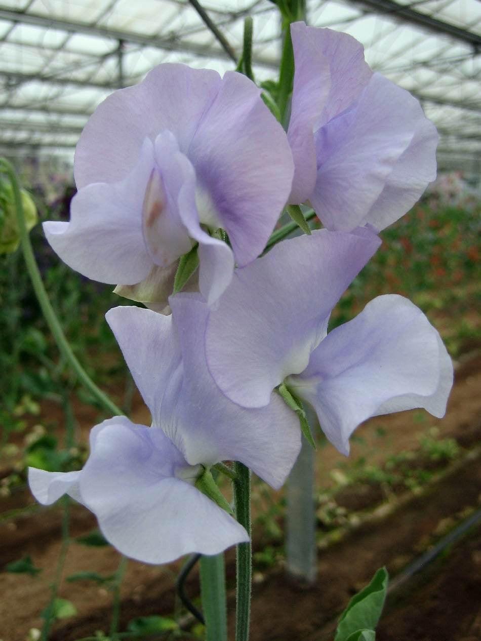 Frø: Lathyrus odo. 'Spring Sunshine Light Blue'