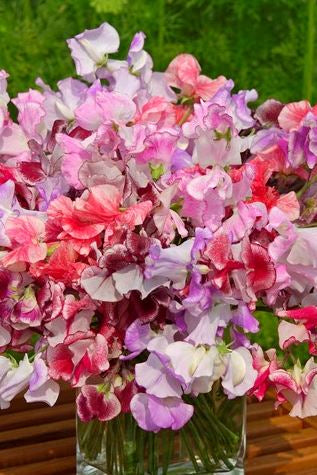 Frø: Lathyrus odo. 'Spencer Ripple Formula Mix'