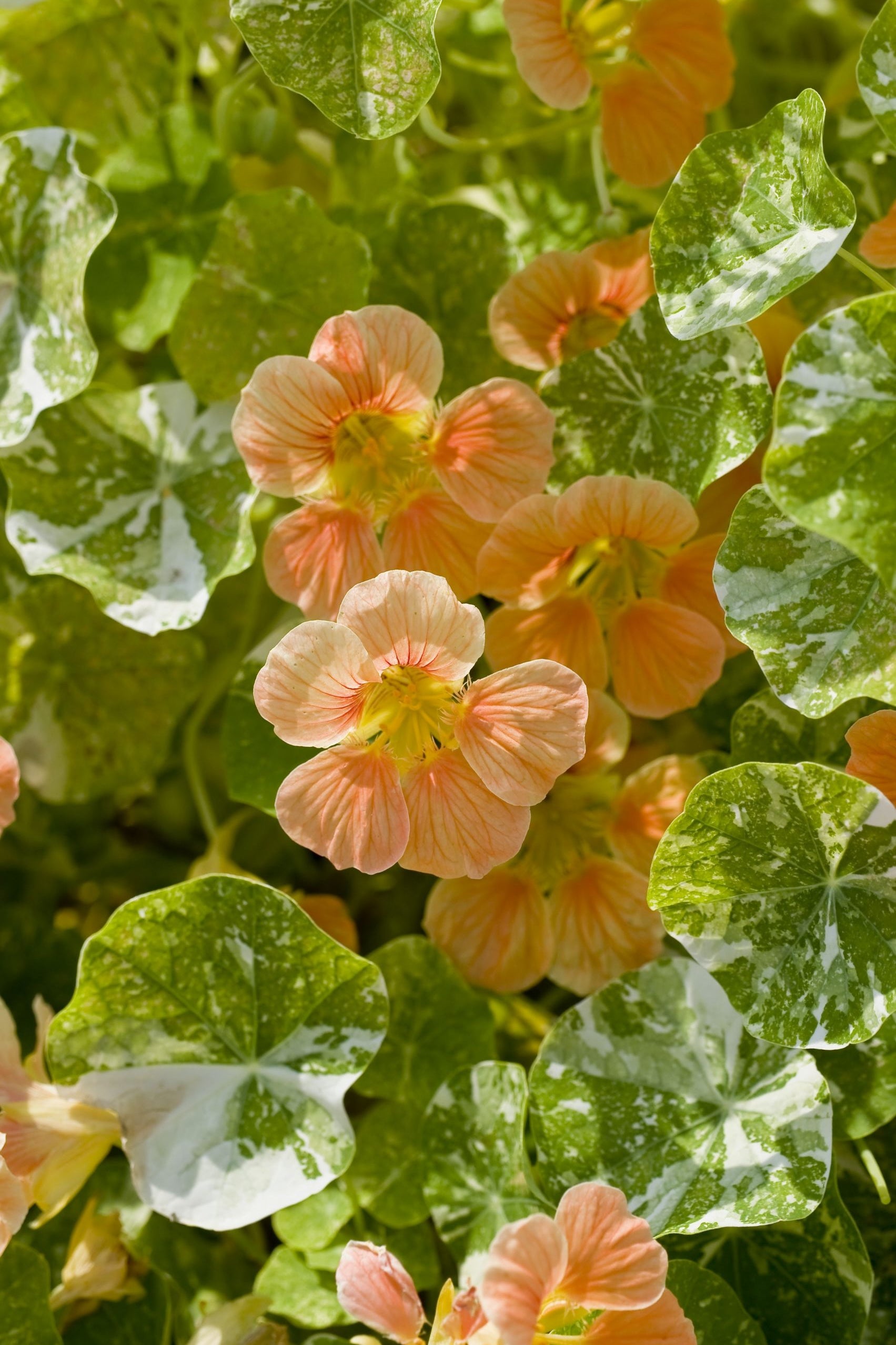 Frø: Tropaeolum minus 'Tip Top Alaska Salmon'