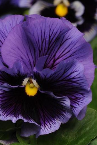 Frø: Viola wittrockiana 'Frizzle Sizzle Blue'
