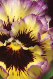Frø: Viola wittrockiana 'Frizzle Sizzle Lemonberry'