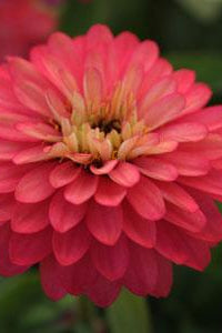 Frø: Zinnia elegans 'Zahara Double Salmon'