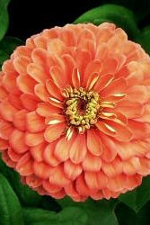 Frø: Zinnia elegans 'Salmon Queen'