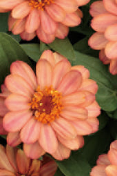 Frø: Zinnia elegans 'Queen Lime Orange'