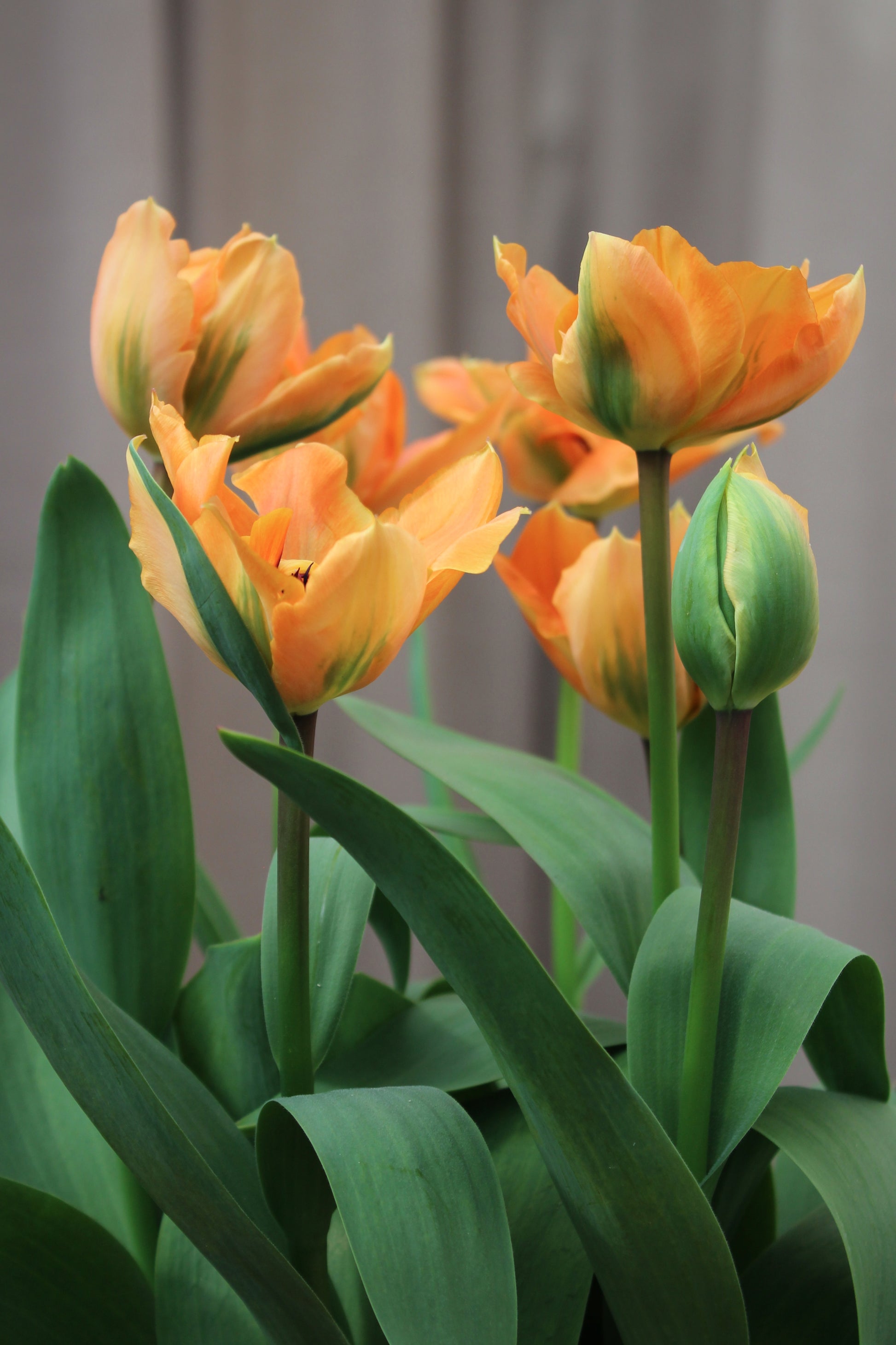 Tulipa 'Orca'
