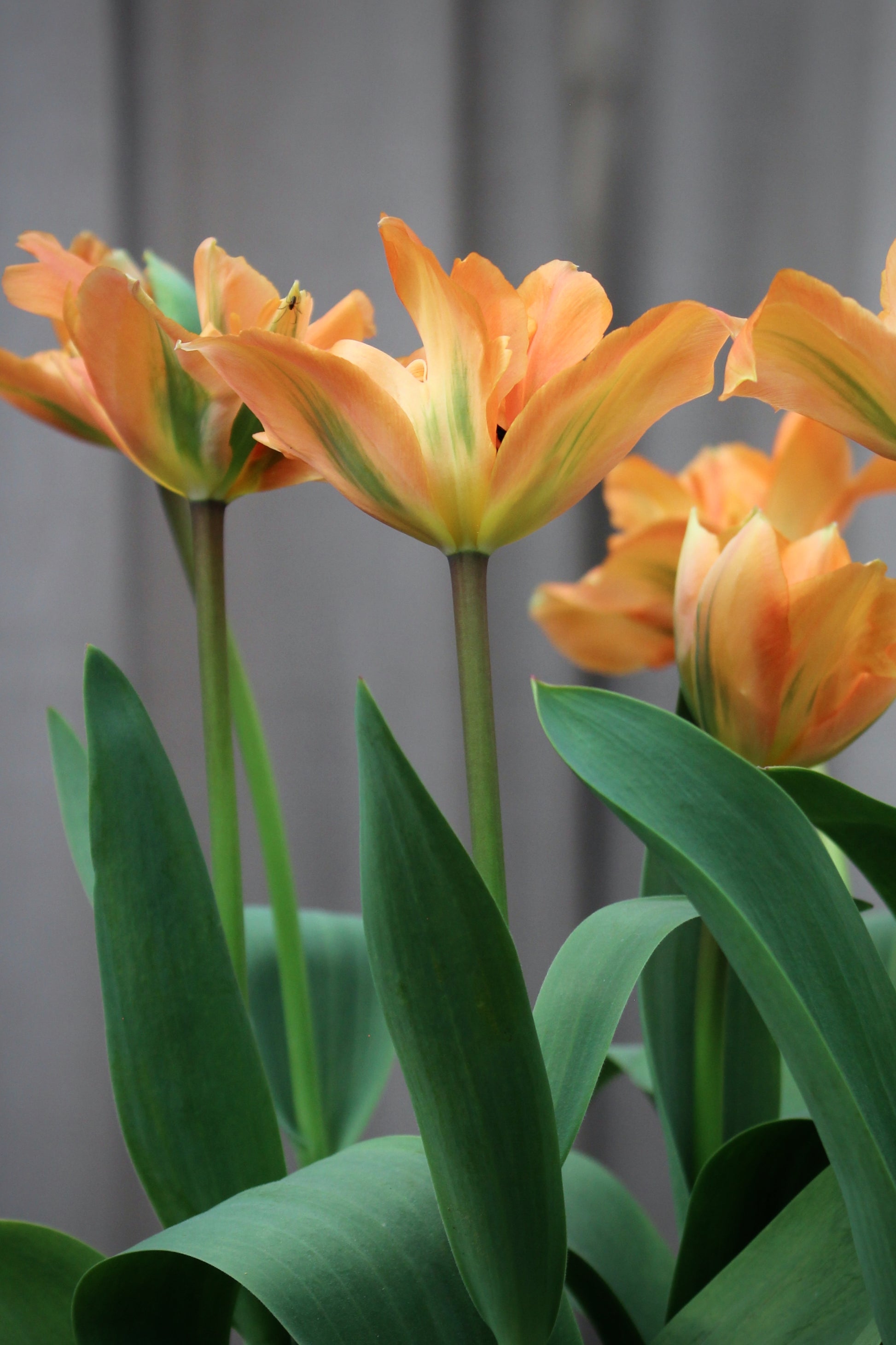 Tulipa 'Orca'