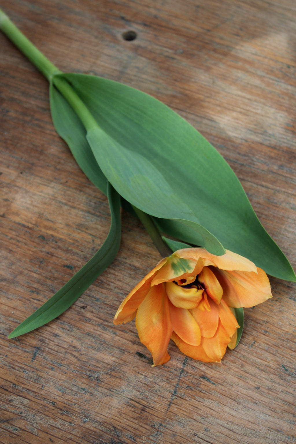 Tulipa 'Orca'