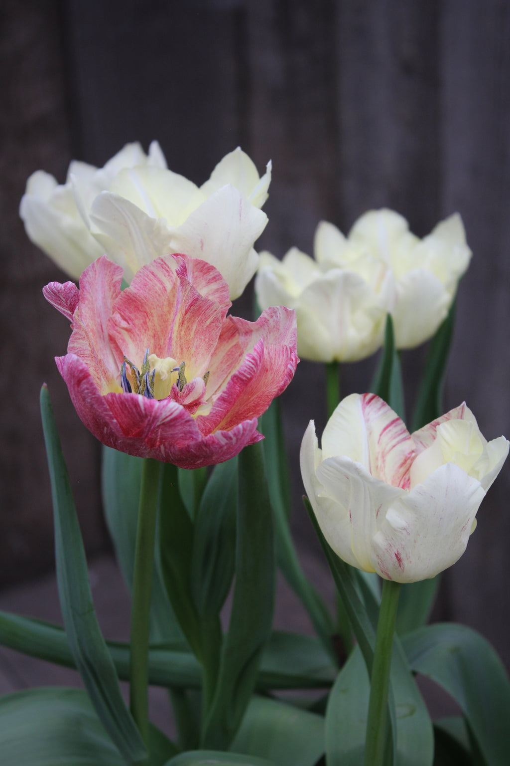 Tulipa 'Silk Road'