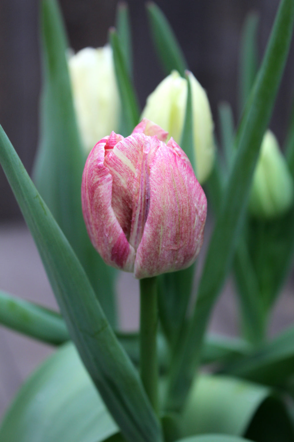 Tulipa 'Silk Road'