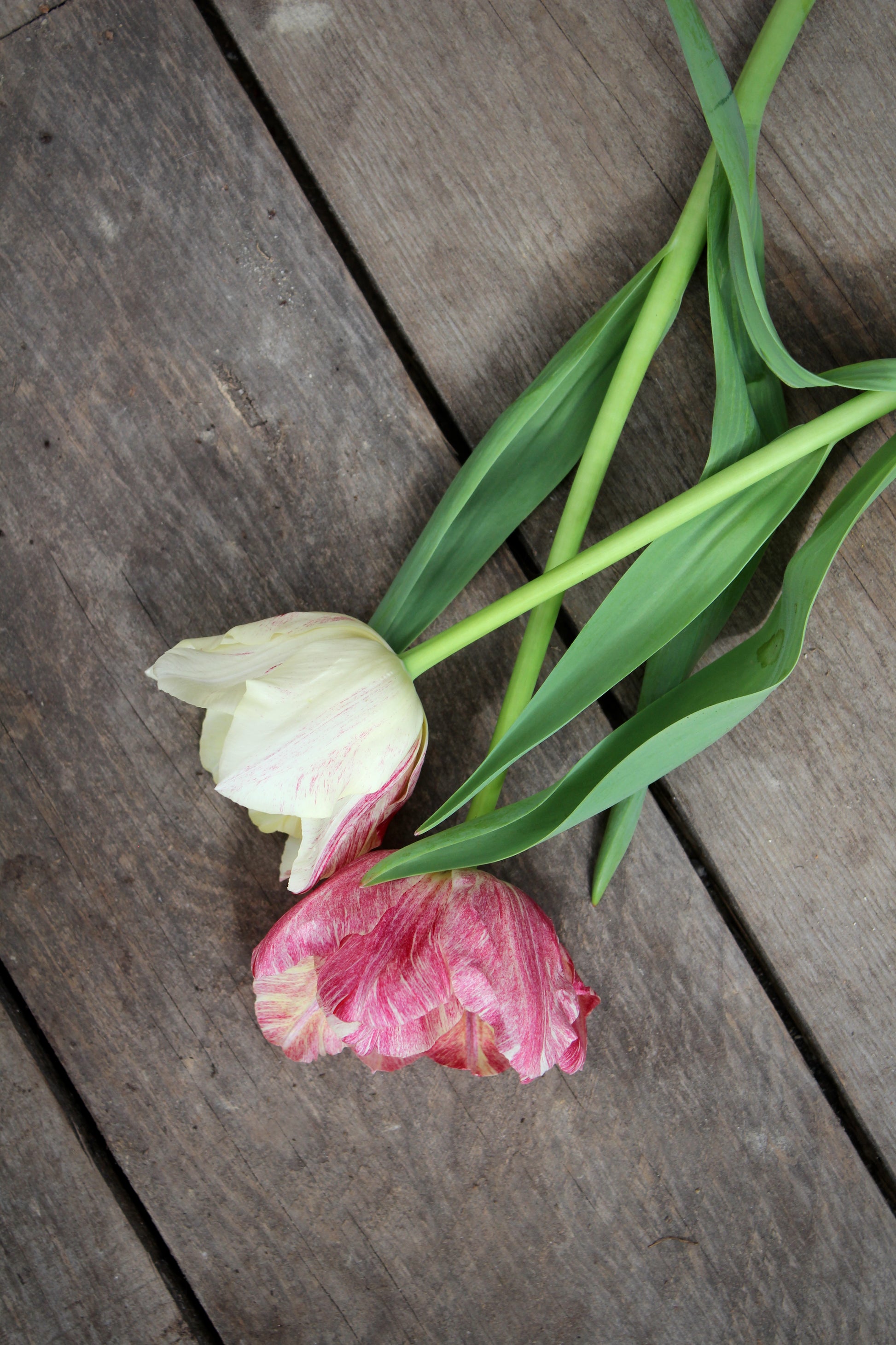 Tulipa 'Silk Road'