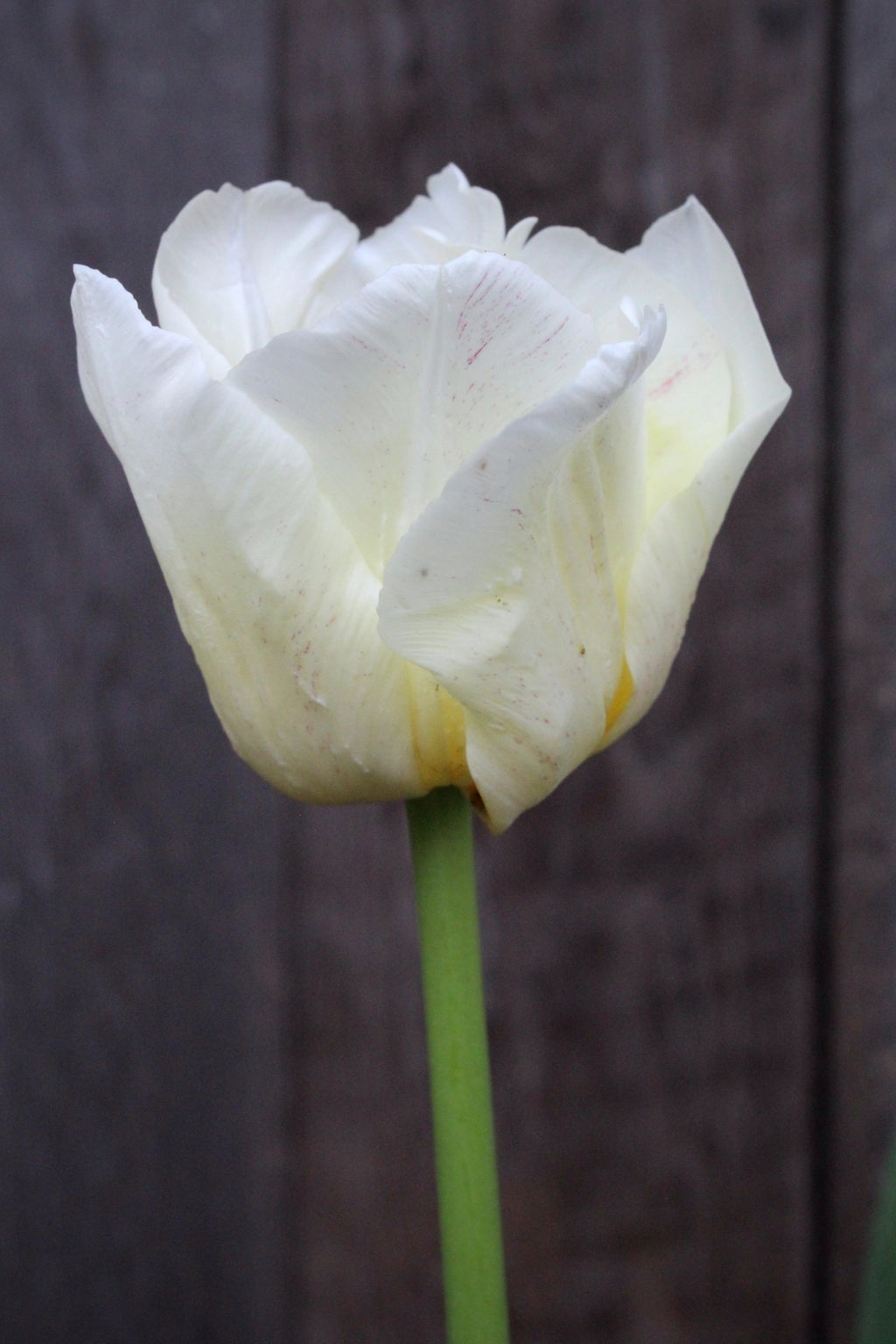 Tulipa 'Silk Road'