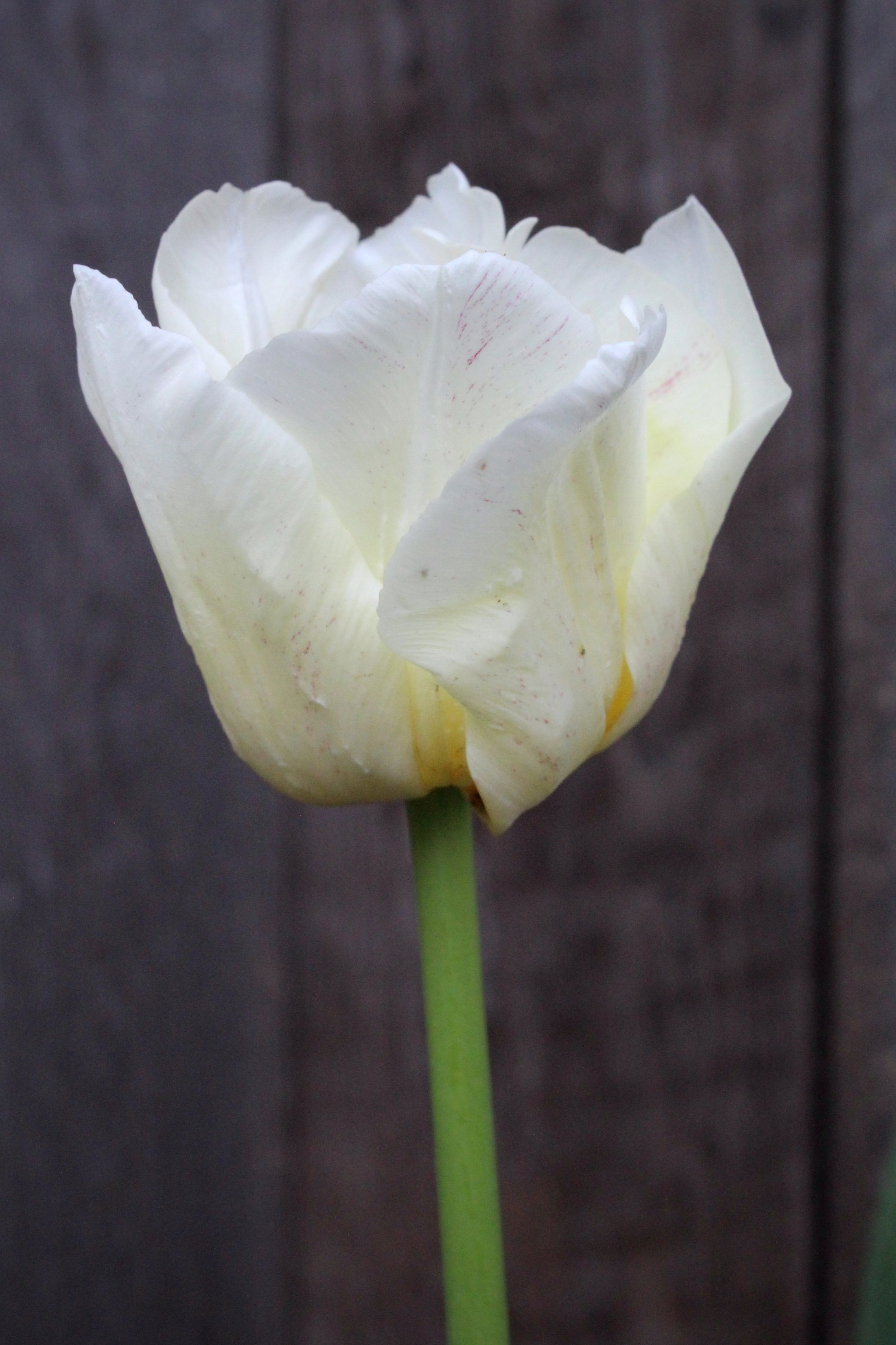 Tulipa 'Silk Road'