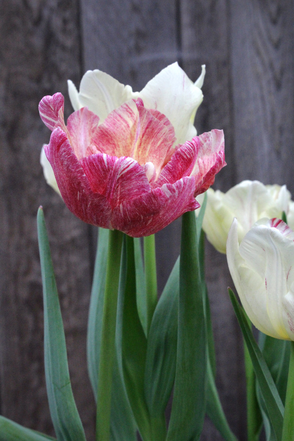 Tulipa 'Silk Road'