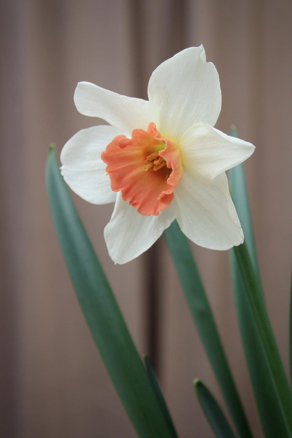 Narcissus 'Accent'
