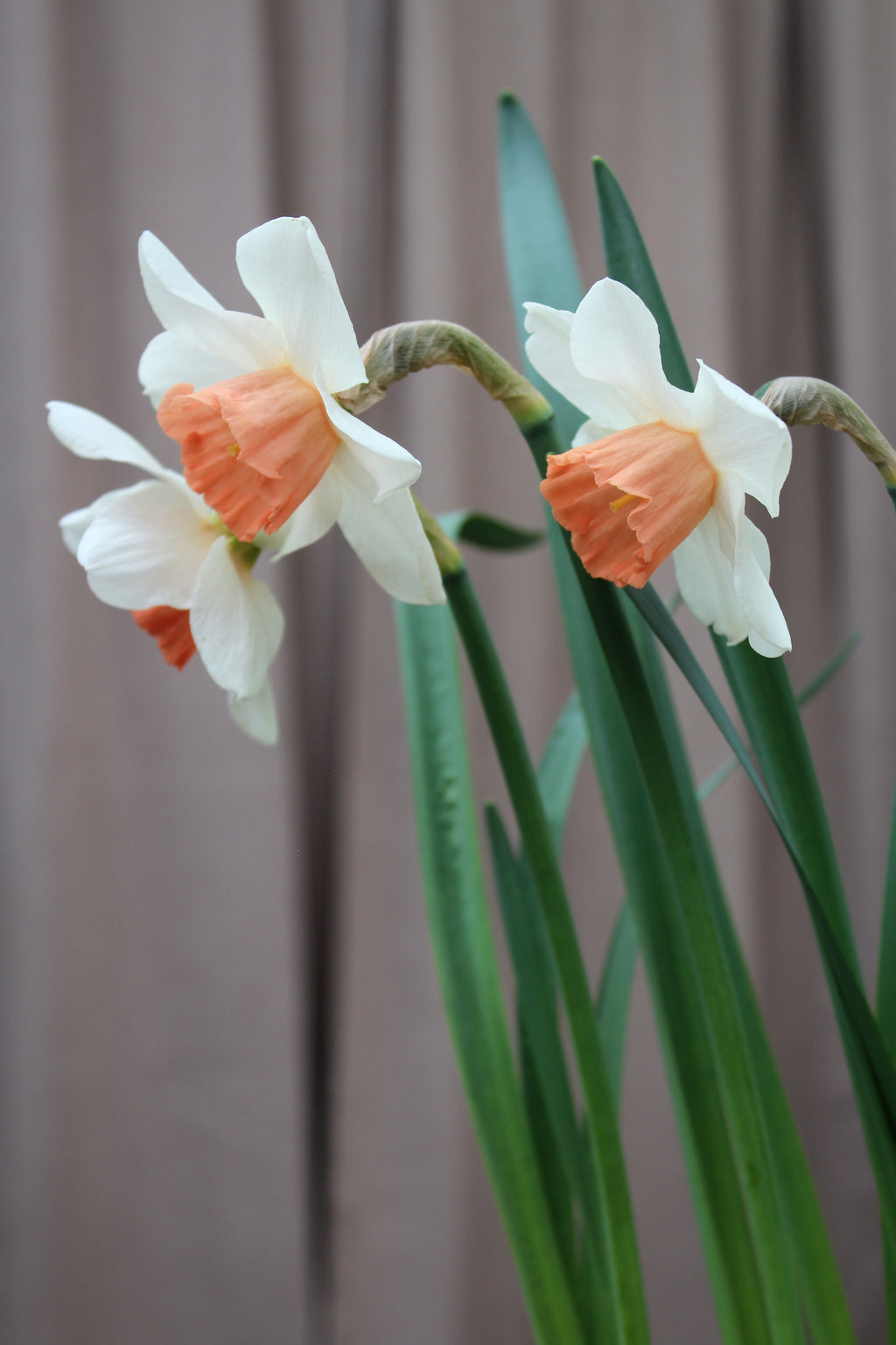 Narcissus 'Accent'