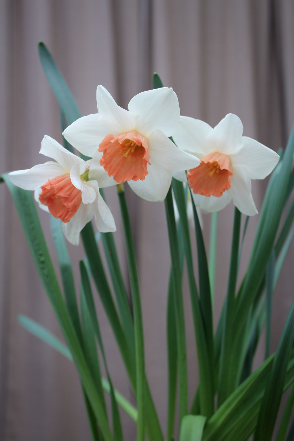 Narcissus 'Accent'