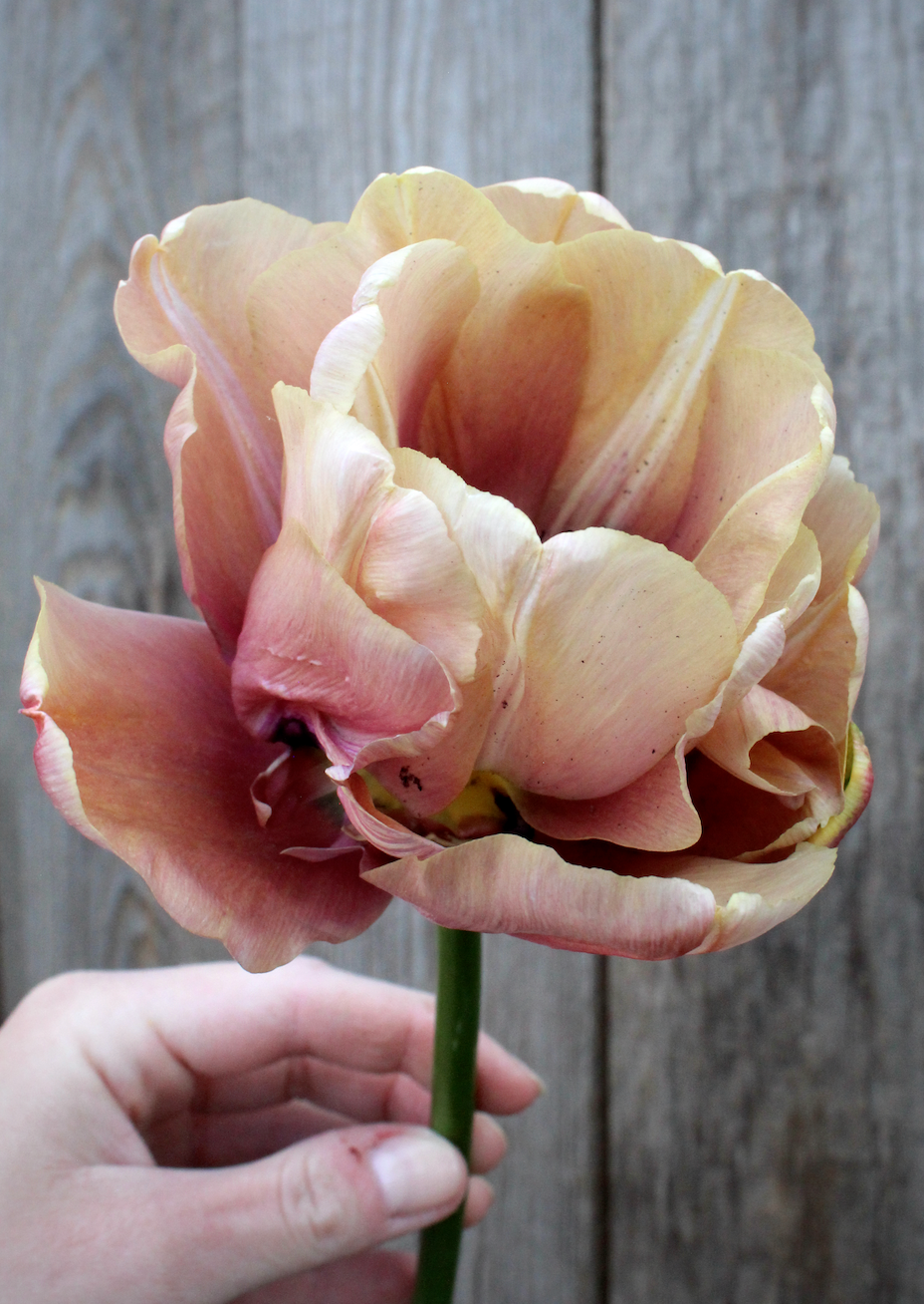 Tulipa 'La Belle Epoque'