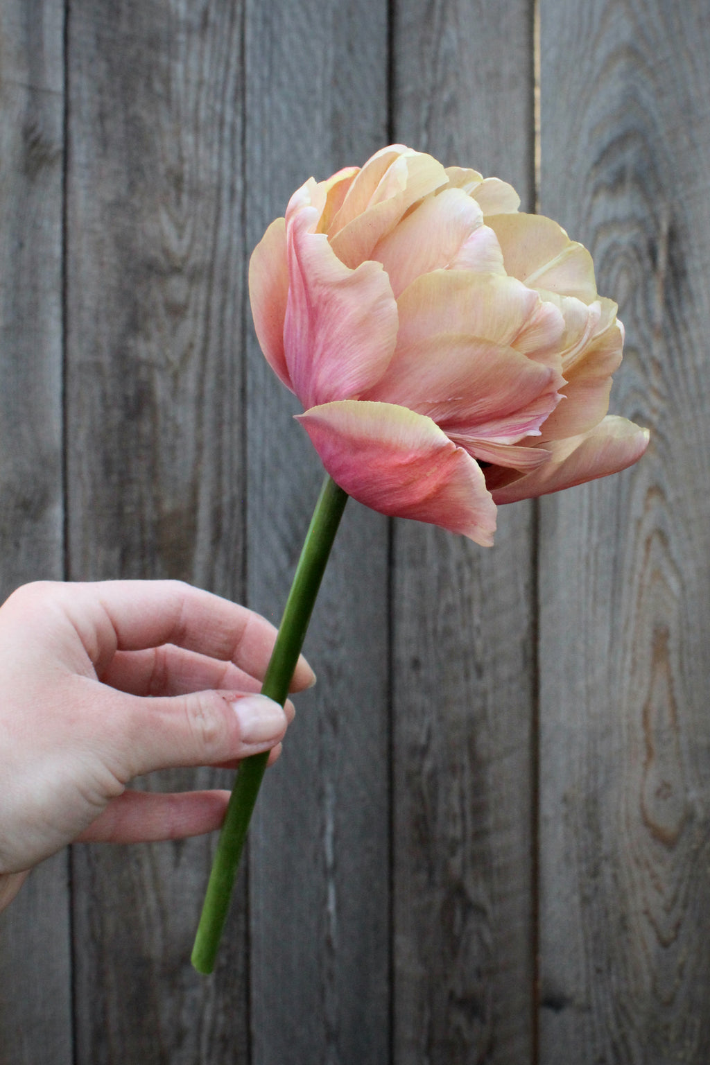 Tulipa 'La Belle Epoque'