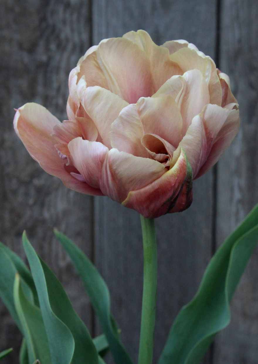 Tulipa 'La Belle Epoque'