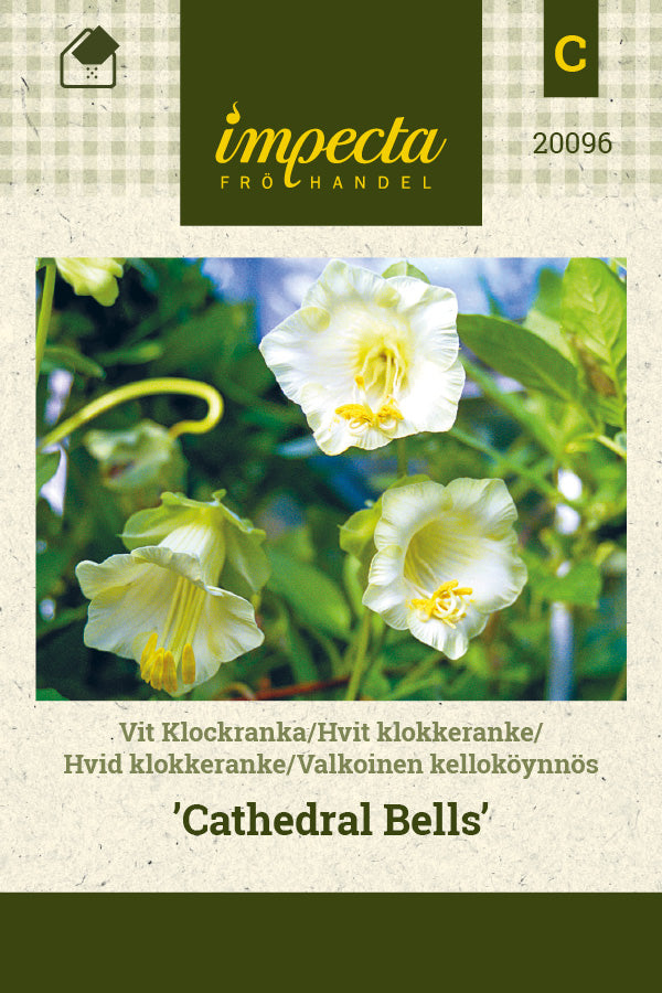 Frø: Hvid klokkeranke 'Cathedral Bells'
