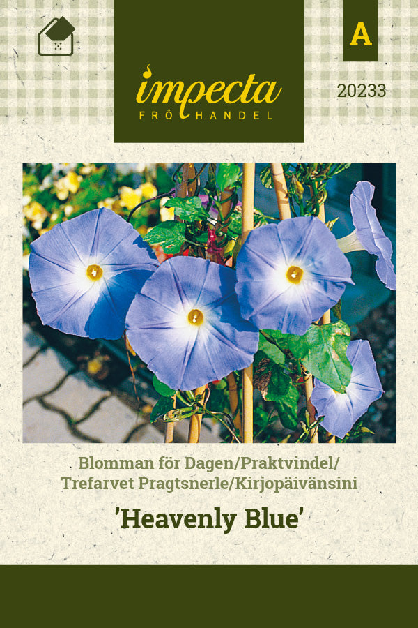 Frø: Trefarvet Pragtsnerle 'Heavenly Blue'