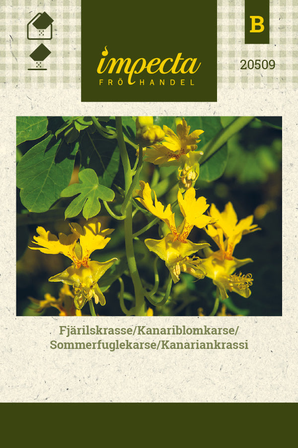 Frø: Sommerfuglekarse