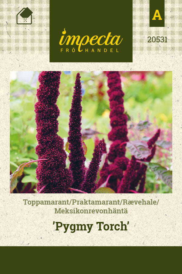 Frø: Rævehale 'Pygmy Torch'