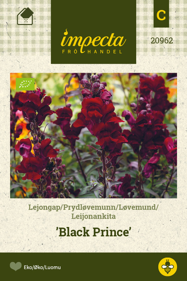 Frø: Løvemund 'Black Prince'
