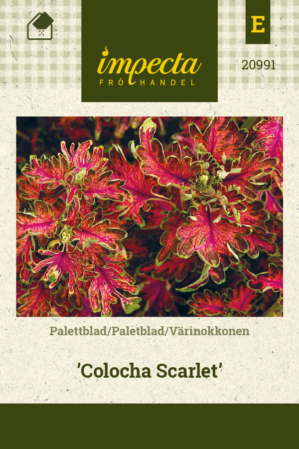 Frø: Paletblad 'Colocha Scarlet'