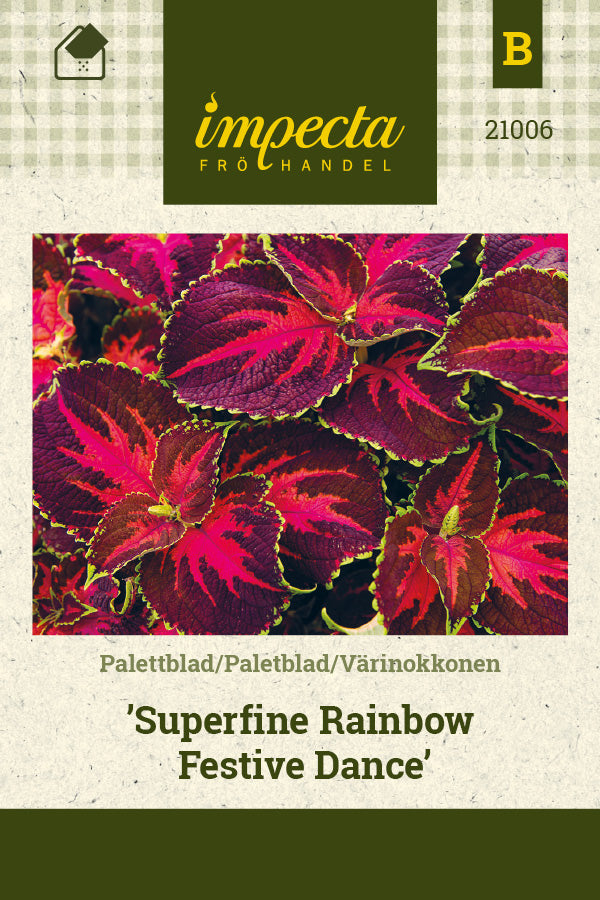 Frø: Paletblad 'Superfine Rainbow Festive Dance'