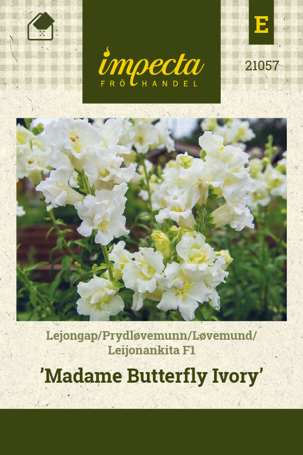 Frø: Løvemund F1 'Madame Butterfly Ivory'