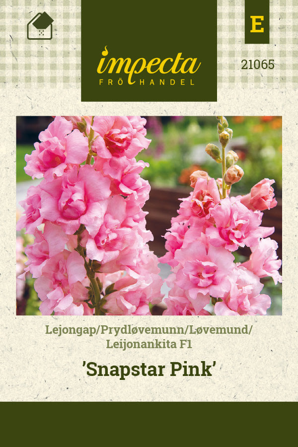 Frø: Løvemund F1 'Snapstar Pink'