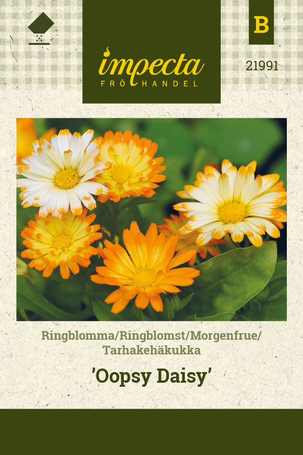 Frø: Morgenfrue 'Oopsy Daisy'