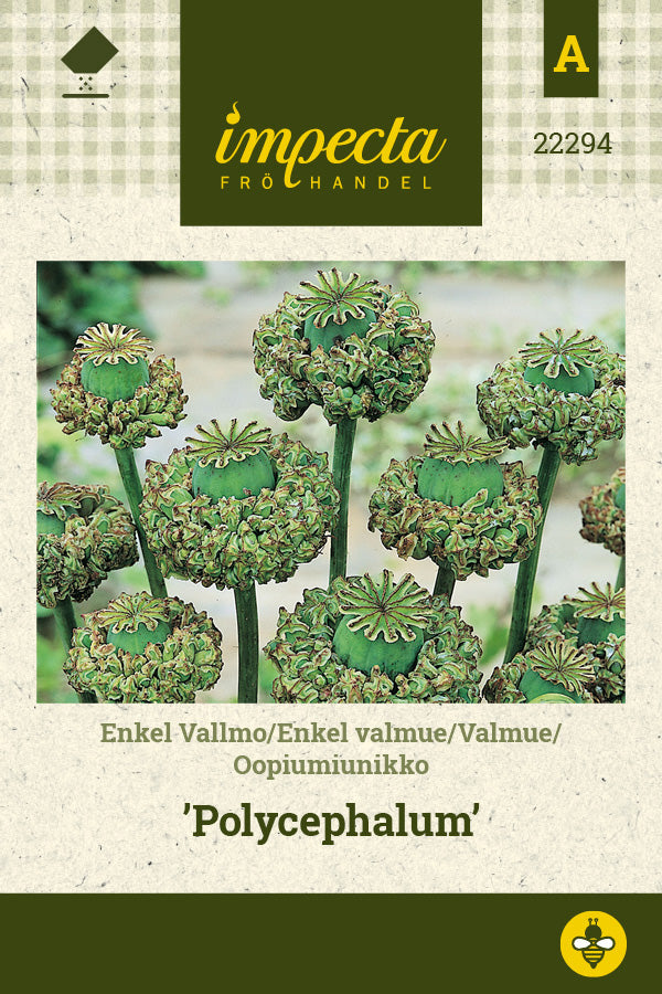 Frø: Enkel Valmue 'Polycephalum'