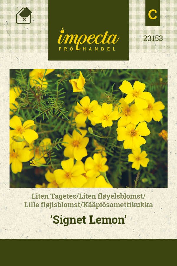 Frø: Appelsintagetes 'Signet Lemon'