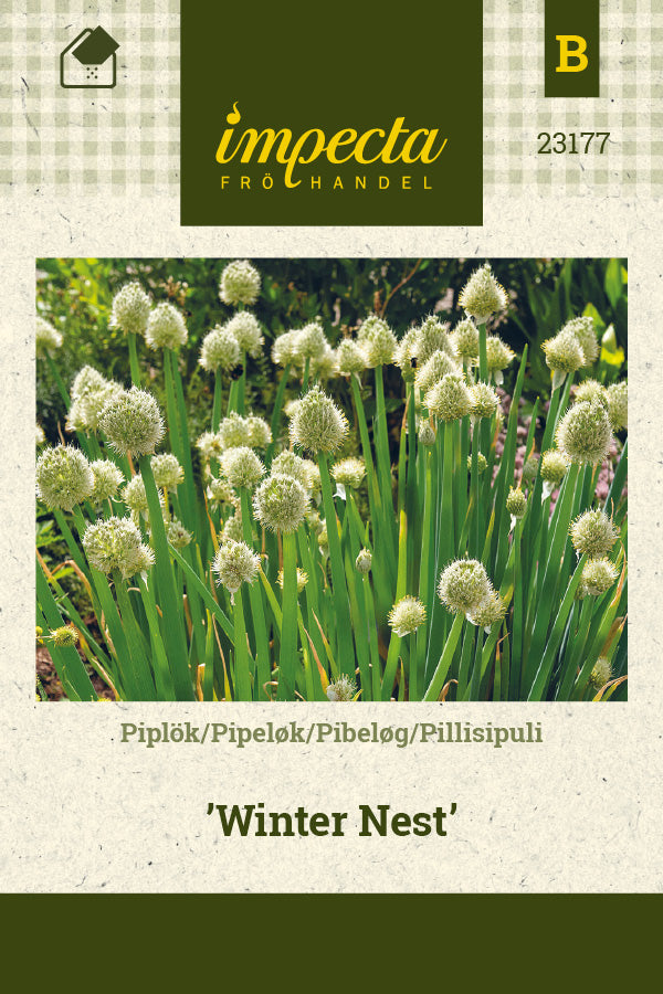 Frø: Pibeløg 'Winter Nest'