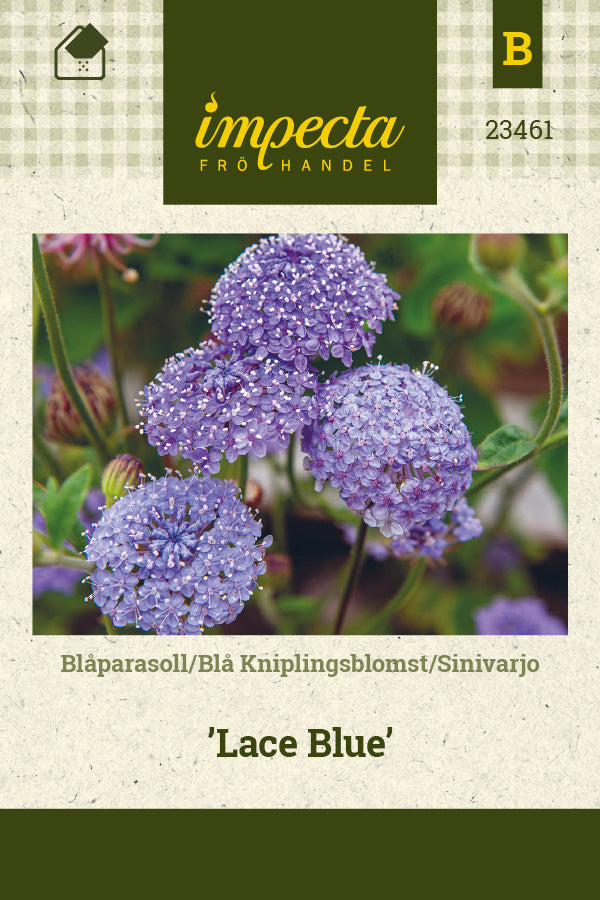 Frø: Blå kniplingsblomst 'Lace Blue'
