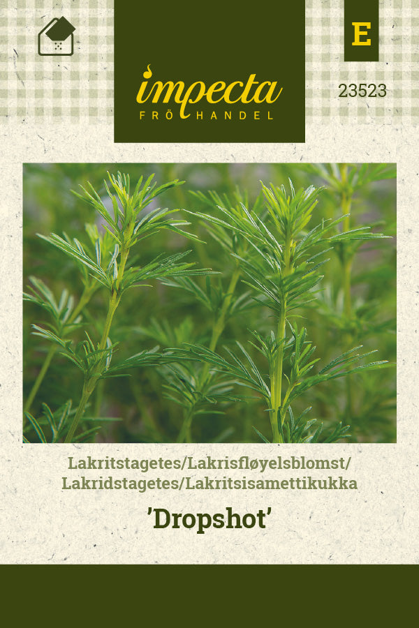 Frø: Lakridstagetes 'Dropshot'