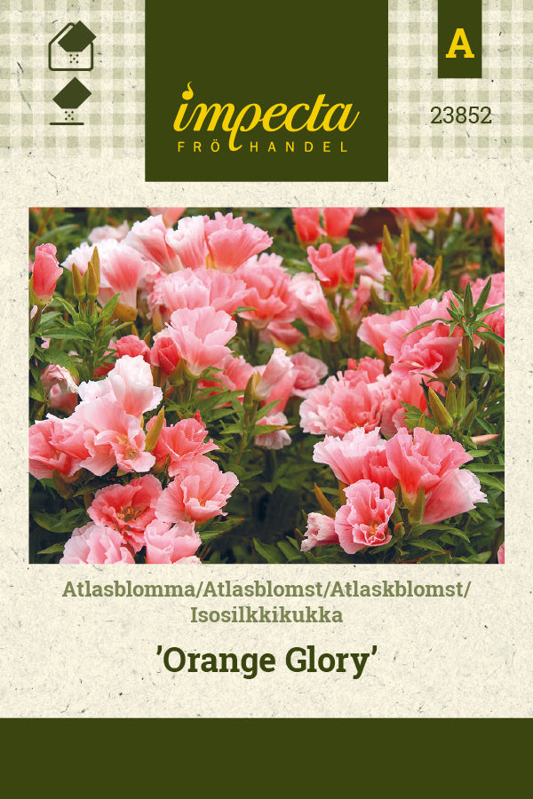 Frø: Atlaskblomst 'Orange Glory'
