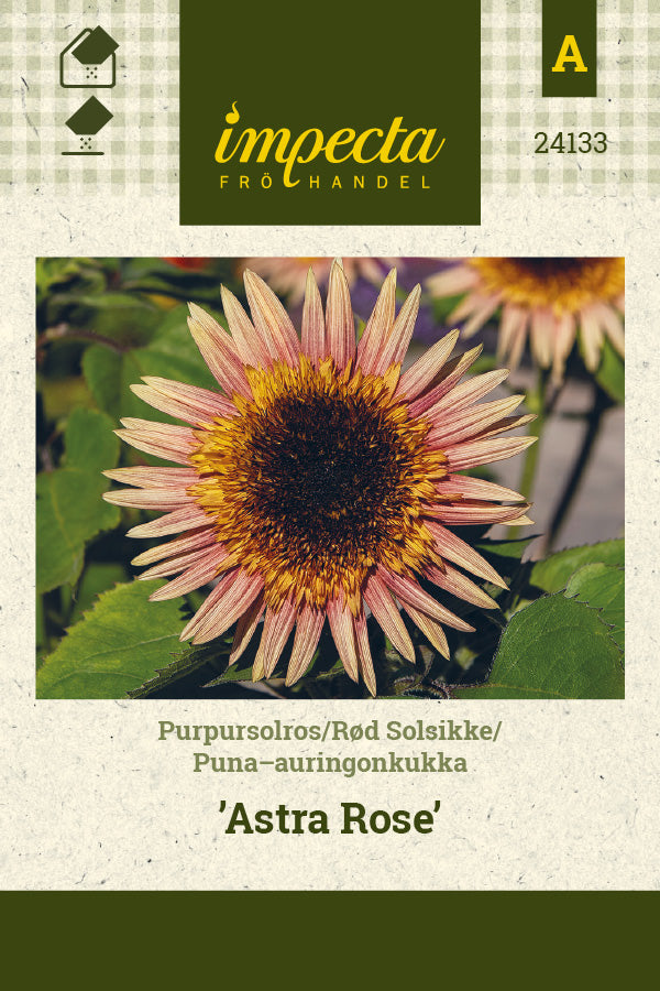 Frø: Solsikke 'Astra Rose'