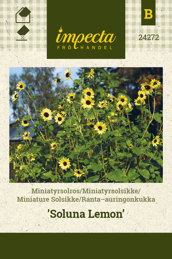 Frø: Miniature Solsikke 'Soluna Lemon'