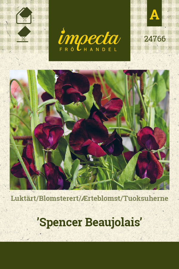Frø: Ærteblomst 'Spencer Beaujolais'