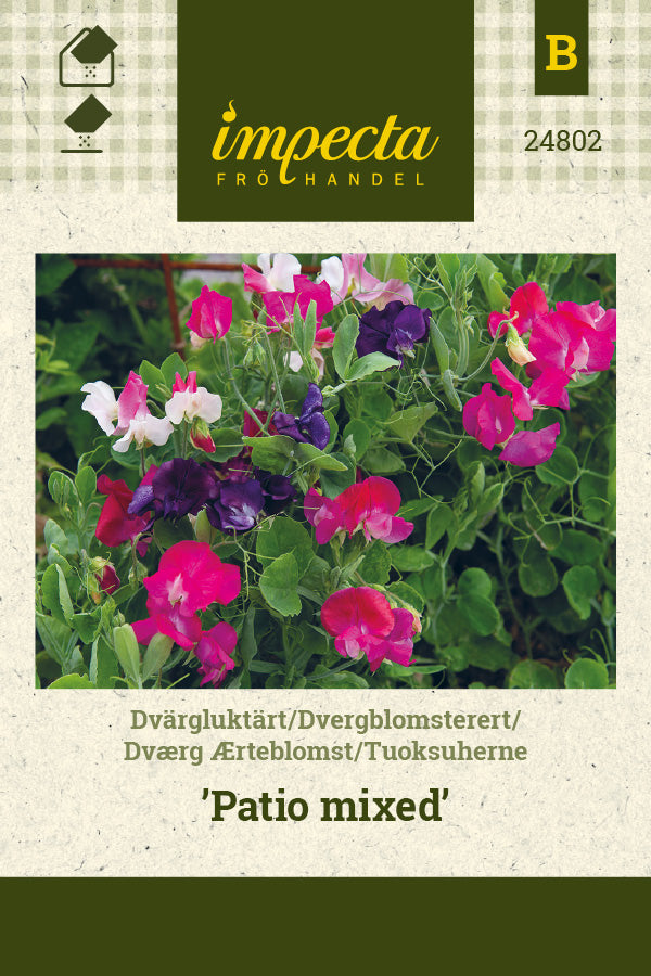Frø: Dværg Ærteblomst 'Patio Mixed'